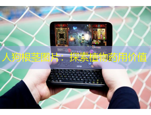 人狗根莖圖片：探索植物藥用價值