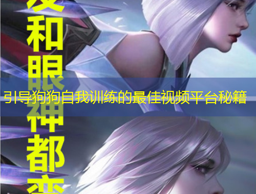 引導(dǎo)狗狗自我訓(xùn)練的最佳視頻平臺秘籍