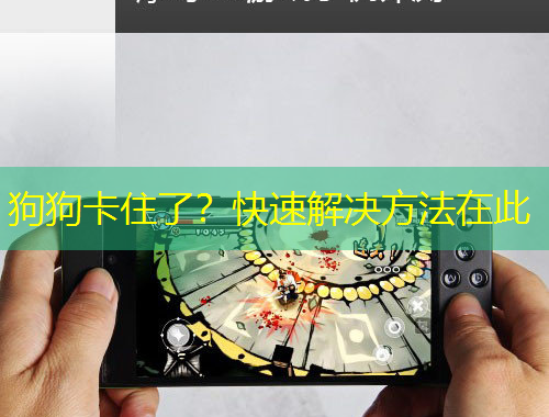 狗狗卡住了？快速解決方法在此