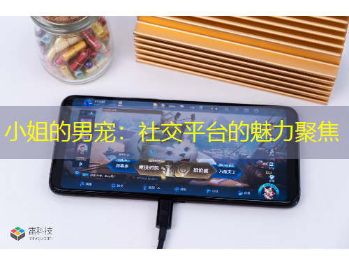 小姐的男寵：社交平臺(tái)的魅力聚焦
