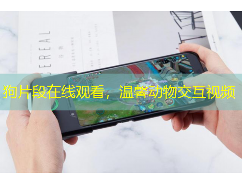 狗片段在線觀看，溫馨動(dòng)物交互視頻